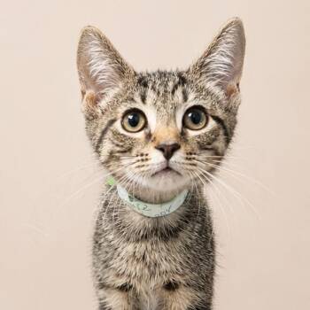 Disciple of Honor -  Domestic Short Hair Cat for Adoption in Fredericksburg, Virginia - Disciple Of Honor | PetCurious
