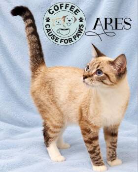 Ares -  Siamese Cat for Adoption in Douglas, Georgia - Ares | PetCurious