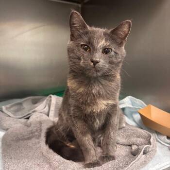 Zuri -  Domestic Medium Hair Cat for Adoption in Lenexa, Kansas - Zuri | PetCurious