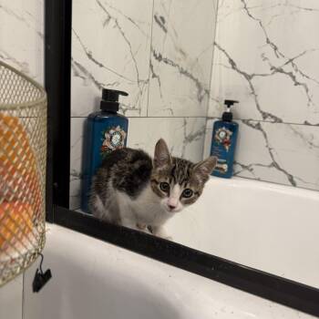 Stormo -  Domestic Short Hair Cat for Adoption in Fresno, California - Stormo | PetCurious