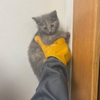Mal -  Domestic Medium Hair Cat for Adoption in Charleston, West Virginia - Mal | PetCurious
