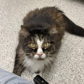 Edward -  Domestic Long Hair Cat for Adoption in Enfield, New Hampshire - Edward | PetCurious
