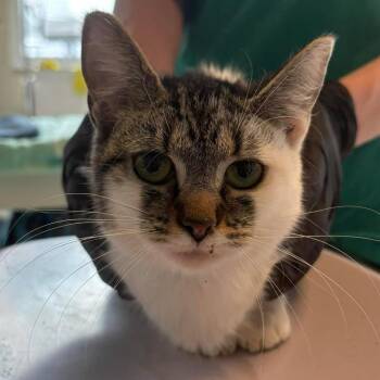 Domestic Short Hair Cats Available for Adoption - Mamba | PetCurious