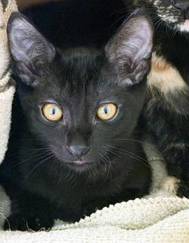 DOROTHY -  Domestic Short Hair Cat for Adoption in San Clemente, California - DOROTHY | PetCurious