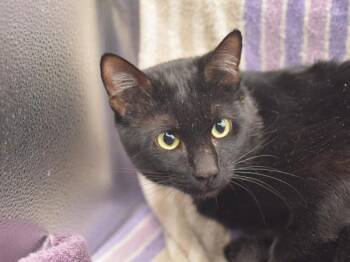 Domestic Short Hair Cats Available for Adoption in Portland, Oregon - Zach | PetCurious