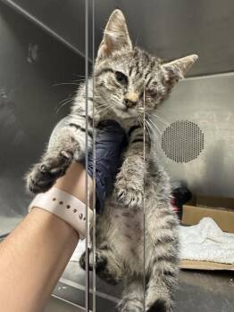 THEIA -  Domestic Short Hair Cat for Adoption in Albuquerque, New Mexico - THEIA | PetCurious