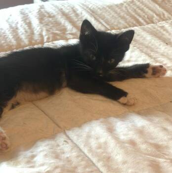 MANDY -  Domestic Short Hair Cat for Adoption in Camarillo, California - MANDY | PetCurious