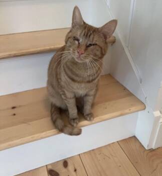Ginger -  Domestic Short Hair Cat for Adoption in Wading River, New York - Ginger | PetCurious