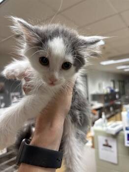 CRUMPET -  Domestic Medium Hair Cat for Adoption in Minneapolis, Minnesota - CRUMPET | PetCurious