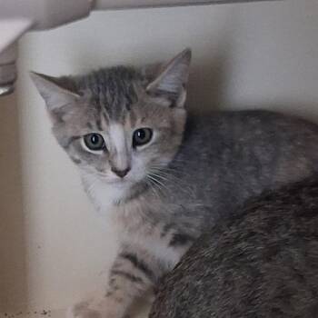 Bunny -  Domestic Short Hair Cat for Adoption in Ridgway, Colorado - Bunny | PetCurious
