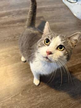 Domestic Short Hair Cats Available for Adoption in Cincinnati, Ohio - Benito | PetCurious