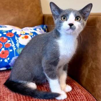Vini Junior Sweet Boy -  Tuxedo and Domestic Short Hair Cat for Adoption in Friendswood, Texas - Vini Junior Sweet Boy | PetCurious