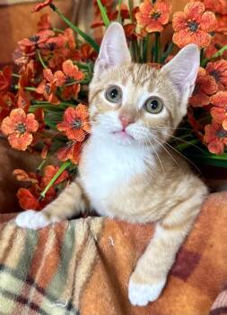 6/7/26 Wobbles -  Domestic Short Hair Cat for Adoption in Stillwater, Oklahoma - 6/7/26 Wobbles | PetCurious