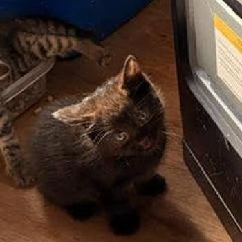 Domestic Short Hair Cats Available for Adoption in Quakertown, Pennsylvania - Pepper | PetCurious