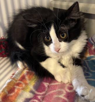 Liberty -  Domestic Short Hair Cat for Adoption in Phoenix, Arizona - Liberty | PetCurious