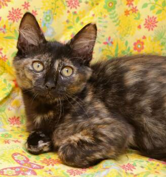 Lori -  Domestic Short Hair Cat for Adoption in Tierra Verde, Florida - Lori | PetCurious