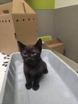 Domestic Short Hair Cats Available for Adoption in Las Vegas, Nevada - RITZ | PetCurious