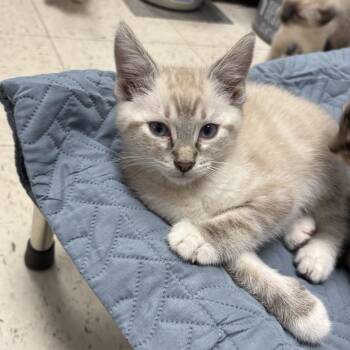 Domestic Short Hair Cats Available for Adoption in North Arlington, New Jersey - Lots Of Kittens ! Petsmart In Wayne  | PetCurious