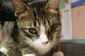 KENNY -  Domestic Short Hair Cat for Adoption in Columbia, South Carolina - KENNY | PetCurious