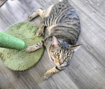 Rescue Domestic Short Hair Cats for Adoption in Lancaster, California - Theo | PetCurious