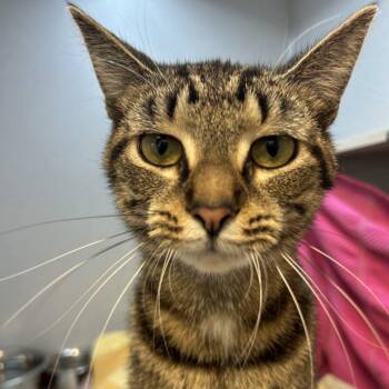 Domestic Short Hair Cats Available for Adoption in Pittsburgh, Pennsylvania - Kaya | PetCurious