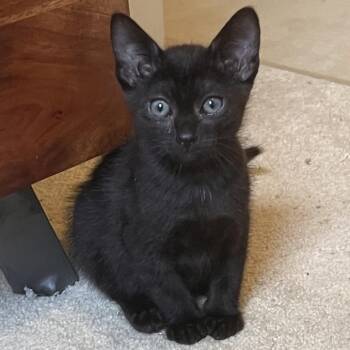 Sassy -  Domestic Short Hair Cat for Adoption in Huntsville, Alabama - Sassy | PetCurious