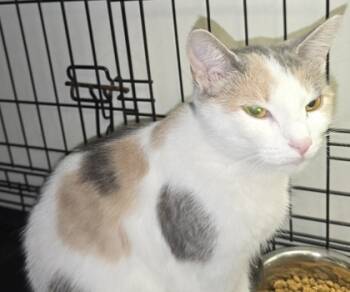Rescue Domestic Short Hair Cats for Adoption in Anderson, Indiana - Aurora | PetCurious