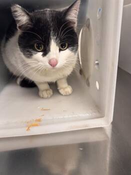 Domestic Short Hair Cats Available for Adoption - SALVATORE | PetCurious