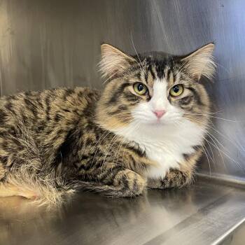 Domestic Long Hair and Maine Coon Cats Available for Adoption - King Kong | PetCurious