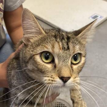 Lois (26-3S-mom) -  Domestic Short Hair Cat for Adoption in Rifle, Colorado - Lois (26-3S-mom) | PetCurious