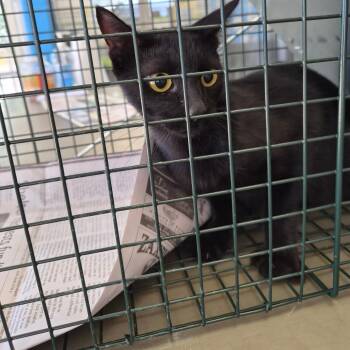 Kitty cat -  Domestic Short Hair Cat for Adoption in Montgomery, Alabama - Kitty Cat | PetCurious