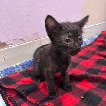Salami -  Domestic Medium Hair Cat for Adoption in San Pablo, California - Salami | PetCurious