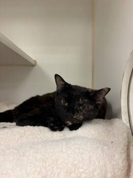 Karma (Spruce Row) -  Domestic Short Hair Cat for Adoption in Johnson City, Tennessee - Karma (Spruce Row) | PetCurious