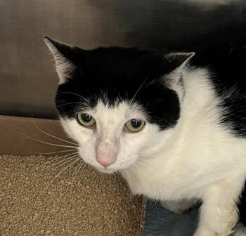 Tabbi -  Domestic Short Hair Cat for Adoption - Tabbi | PetCurious