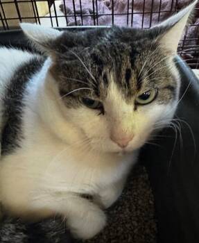 SNOWBALL -  Domestic Short Hair Cat for Adoption in Elizabethton, Tennessee - SNOWBALL | PetCurious