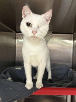 Miley Iris -  Domestic Short Hair Cat for Adoption in Cincinnati, Ohio - Miley Iris | PetCurious