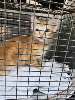 MOOCHIE -  Domestic Short Hair Cat for Adoption in San Antonio, Texas - MOOCHIE | PetCurious