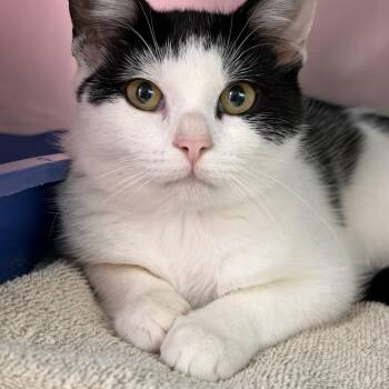 Taffy -  Domestic Short Hair Cat for Adoption in Clifton, New Jersey - Taffy | PetCurious