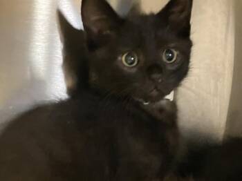 Domestic Long Hair Cats Available for Adoption in Tustin, California - TRIUMPH | PetCurious