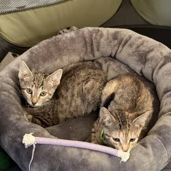 Ash and Atlas -  Tabby Cat for Adoption in Key Biscayne, Florida - Ash And Atlas | PetCurious