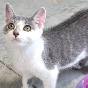 Sapphire -  Domestic Short Hair Cat for Adoption in Traverse City, Michigan - Sapphire | PetCurious