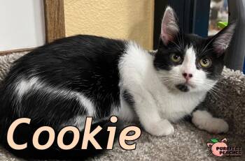 Cookie -  Domestic Short Hair Cat for Adoption in Douglasville, Georgia - Cookie | PetCurious