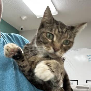 Mindy -  Domestic Short Hair and Mixed Breed Cat for Adoption in Starkville, Mississippi - Mindy | PetCurious