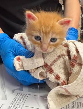 Jaguar -  Domestic Medium Hair Cat for Adoption in Vancouver, Washington - Jaguar | PetCurious