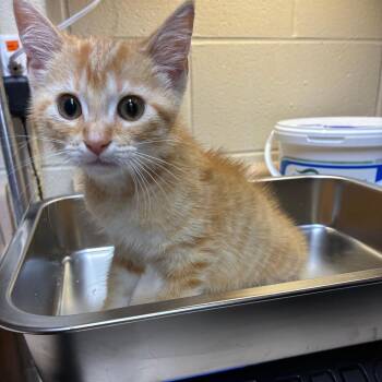 Bobby Manning -  American Shorthair Cat for Adoption - Bobby Manning | PetCurious