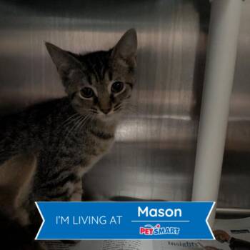 Maren -  Domestic Short Hair Cat for Adoption in Cincinnati, Ohio - Maren | PetCurious