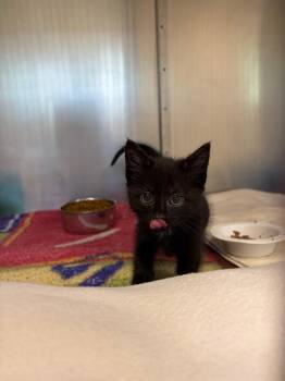 Beatrix -  Domestic Short Hair Cat for Adoption in Liverpool, New York - Beatrix | PetCurious