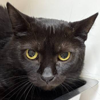 Ti Ti -  Domestic Short Hair Cat for Adoption in Champaign, Illinois - Ti Ti | PetCurious