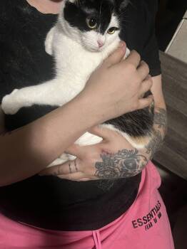 Domestic Short Hair Cats Available for Adoption - ESME | PetCurious