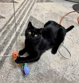 Rescue Domestic Short Hair Cats for Adoption in Houston, Texas - Comet | PetCurious